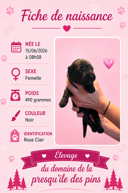 Domaine De La Presqu’île Des Pins - Chiots disponibles - Berger Allemand Poil Long