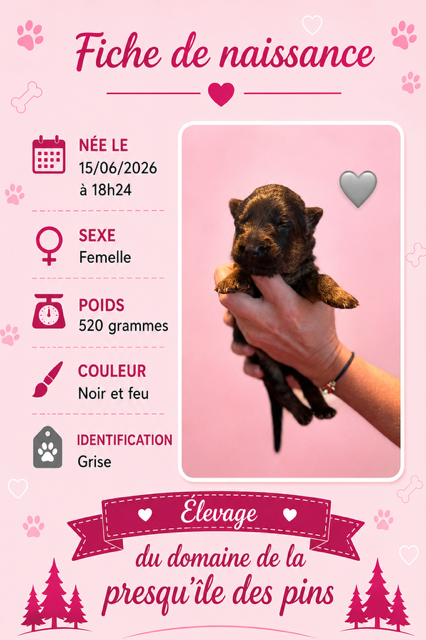Domaine De La Presqu’île Des Pins - Chiots disponibles - Berger Allemand Poil Long