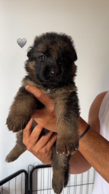 Domaine De La Presqu’île Des Pins - Chiots disponibles - Berger Allemand Poil Long